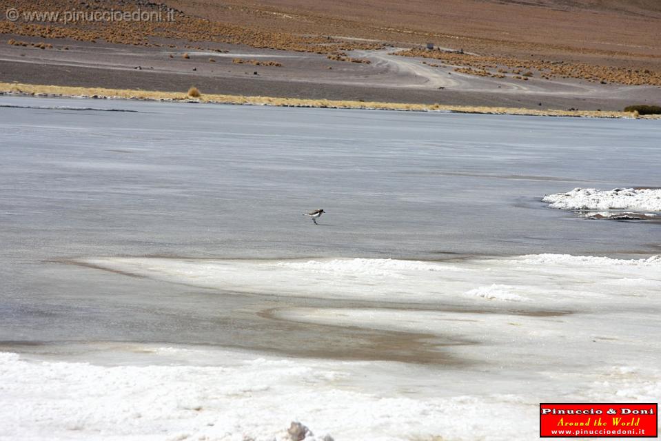 BOLIVIA 2 - Ruta de Las Joyas - Laguna Kanapa - 23.jpg